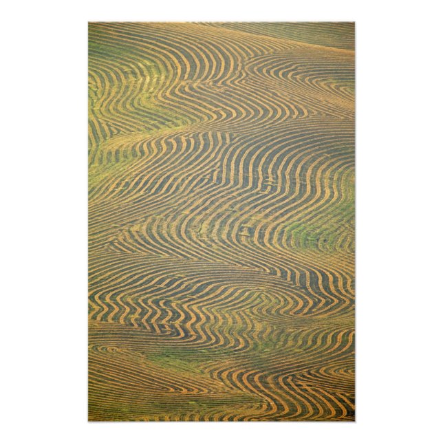 Foto Ervilhas de lentil enroscadas e aguardando colheit (Frente)