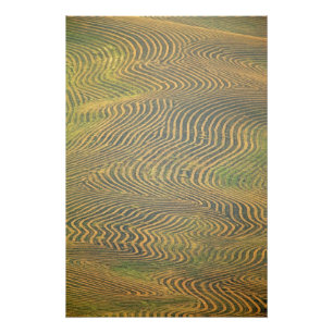 Foto Ervilhas de lentilha em leiras e aguardando colhei