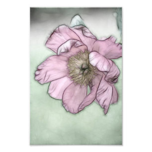 Foto Esboço de Flor de Peônia Rosa