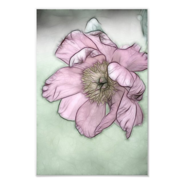 Foto Esboço de Flor de Peônia Rosa (Frente)
