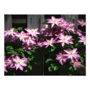 Foto Escalando Flores De Mola Roxo Clematis