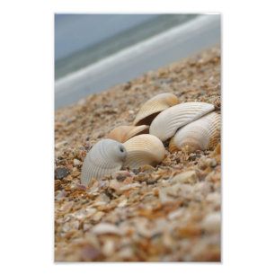 Foto Escudos do mar na aparência imaginativa da