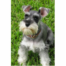 Imagem de Miniatura Schnauzer 3-D