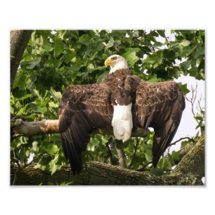 Foto Espalhar águia