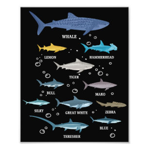 Foto Espécies de Tubarões Rostos Biologia Marinha