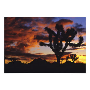 Foto Espetacular nascer do Sol em Joshua Tree National