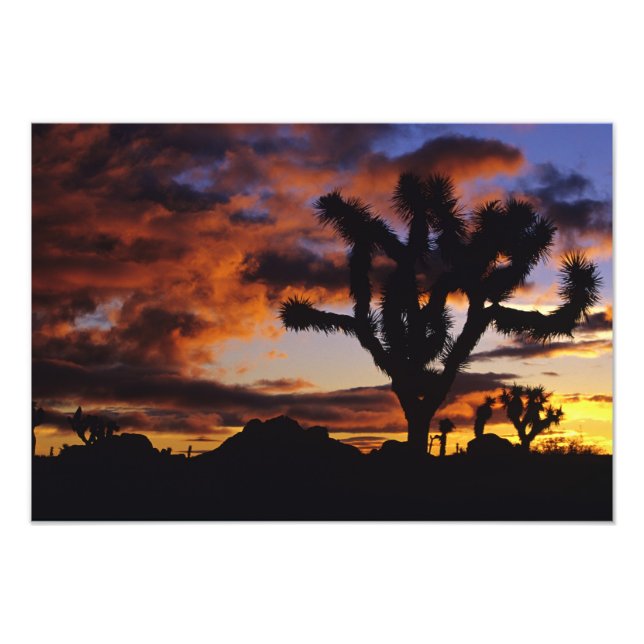 Foto Espetacular nascer do Sol em Joshua Tree National (Frente)