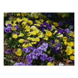 Foto Espingardas de Púrpura e Amarela