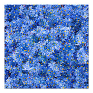 Foto Esquece-me do padrão da Flor