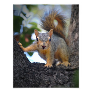 Foto Esquilo do bebê na árvore