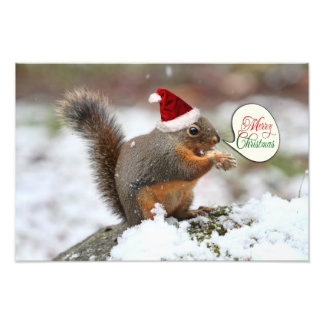 Foto Esquilo do Natal em neve