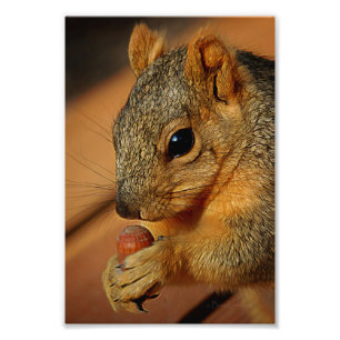 Foto Esquilo fechado com Nut
