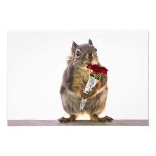 Foto Esquilo que guardara o buquê da rosa vermelha