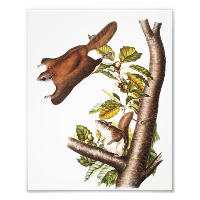 Foto Esquilo Voador de Oregon (Pteromys Origonensis) (Frente)