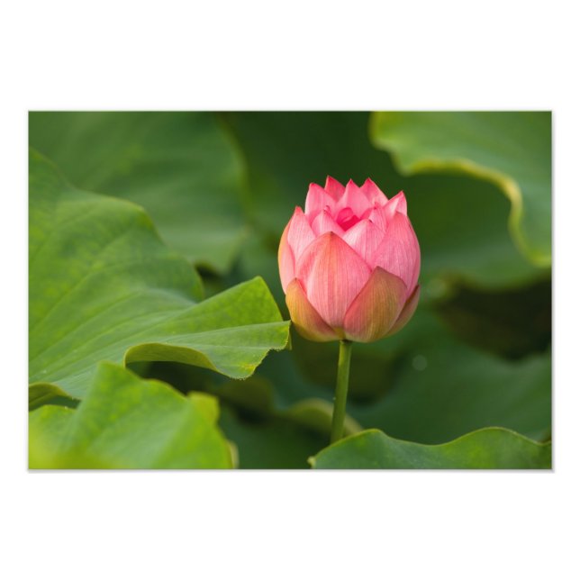 Foto Estados Unidos, DC, Washington, Kenilworth (Frente)