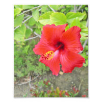 Estigma amarelo do Hibiscus vermelho