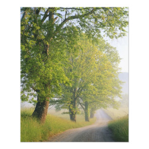 Foto estrada coberta de nevoeiro, Cades Cove, Great Smo