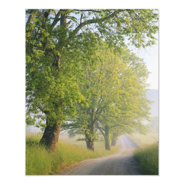 Foto estrada coberta de nevoeiro, Cades Cove, Great Smo (Frente)
