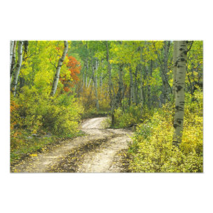 Foto Estrada com cores de outono e álamos em Kebler