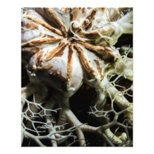 Foto Estrela de Cesta (Gorgonocephalus eucnemis) - Bela