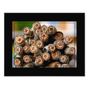 Foto Estrelas ao longo das árvores de madeira de algodã