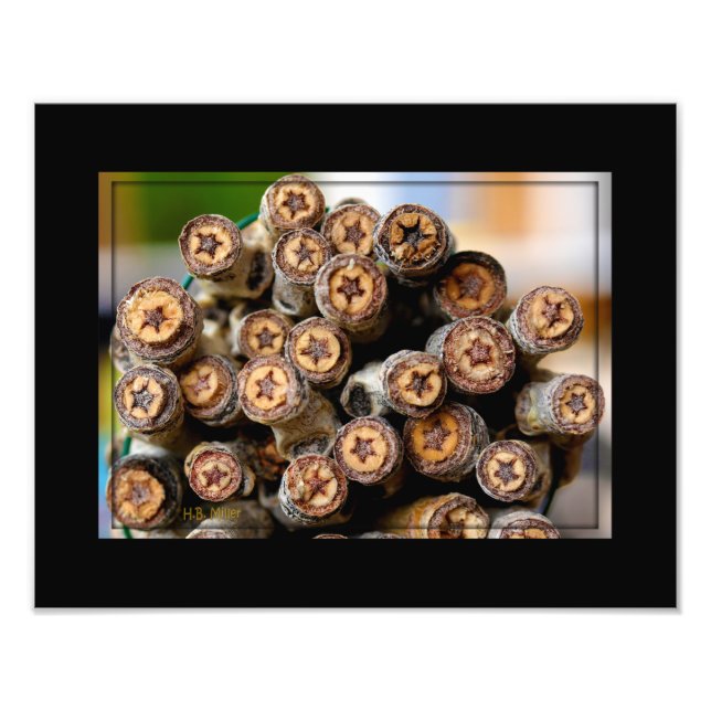 Foto Estrelas ao longo das árvores de madeira de algodã (Frente)