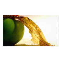 Estudo Tomatillo