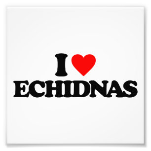 FOTO EU AMO ECHIDNAS