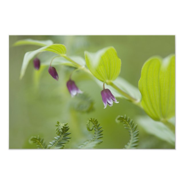 Foto EUA, Alasca, Parque Nacional da Baía de Glacier. (Frente)