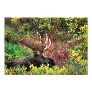 Foto EUA, Alasca, Parque Nacional Denali, Alce macho