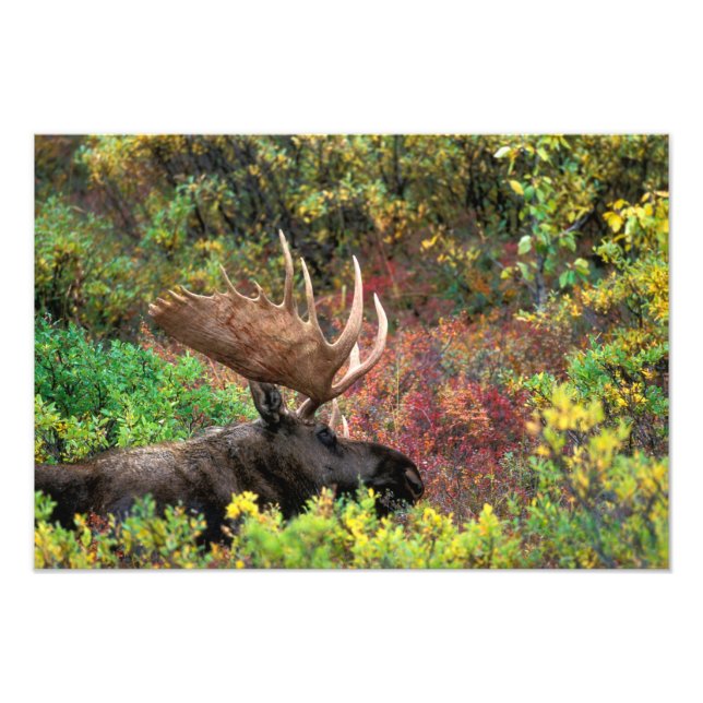 Foto EUA, Alasca, Parque Nacional Denali, Alce macho (Frente)