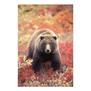 Foto EUA, Alasca, Parque Nacional Denali, urso-pardo fê
