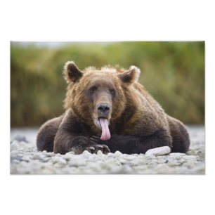 Foto EUA, Alasca, Parque Nacional Katmai, Kukak Bay,