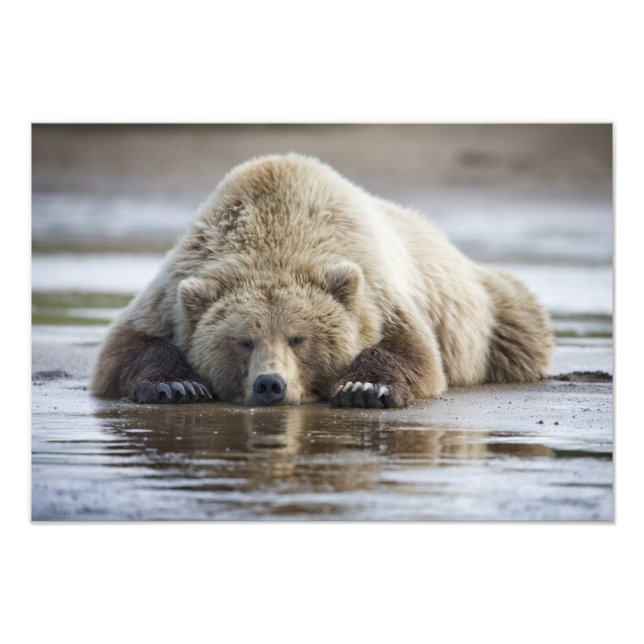 Foto EUA, Alasca, Parque Nacional Katmai, Urso Pardo (Frente)