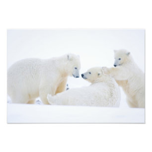 Foto EUA, Alasca, Planície Costeira do Ártico, 1002