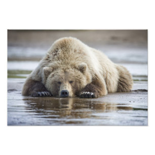 Foto EUA, Alaska, parque nacional de Katmai, urso de