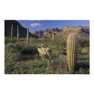 Foto EUA, Arizona, Monumento Nacional Organ Pipe.