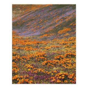 Foto EUA, Califórnia, Montanhas Tehachapi, 2