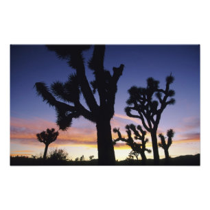 Foto EUA, Califórnia, Parque Nacional Joshua Tree,