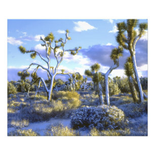 Foto EUA, Califórnia, Parque Nacional Joshua Tree.
