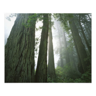 Foto EUA, Califórnia, Parque Nacional Redwood,