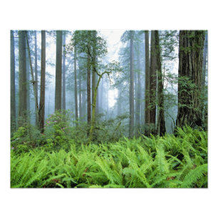 Foto EUA, Califórnia, PN Redwood. Árvores Redwood