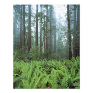 Foto EUA, Califórnia, Redwood NP. Samambaias e