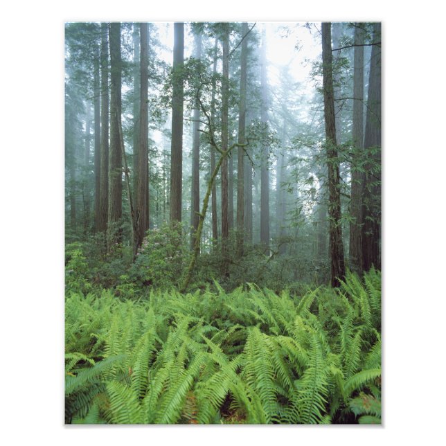 Foto EUA, Califórnia, Redwood NP. Samambaias e (Frente)