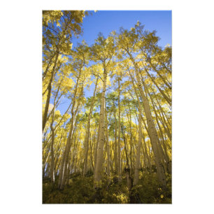 Foto EUA, Colorado, Outono Álamos ao Longo do Último