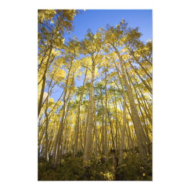 Foto EUA, Colorado, Outono Álamos ao Longo do Último (Frente)