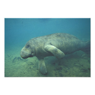 Foto EUA, FL, Manatee