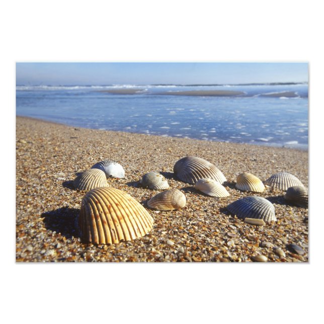 Foto EUA, Flórida, Conchas Marinhas Costeiras (Frente)
