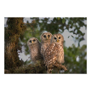 Foto EUA, Florida, Viera Wetlands. Três barrado