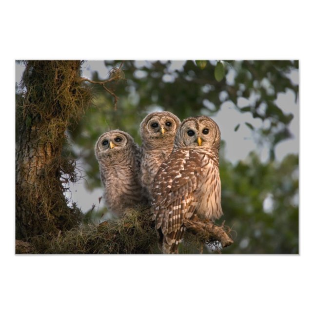 Foto EUA, Florida, Viera Wetlands. Três barrado (Frente)